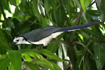 White-throated Magpie-Jay    Calocitta formosa